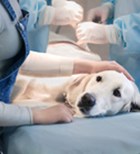 ניתוחי לייזר בחיות מחמד: הדור הבא של הטיפולים -תמונה